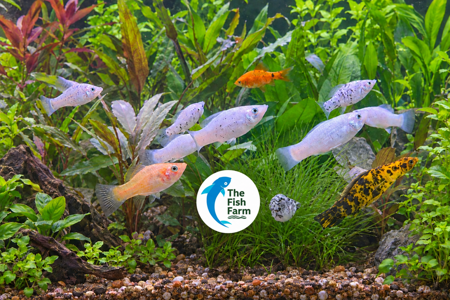 Fish Farm banner with balanced logo size