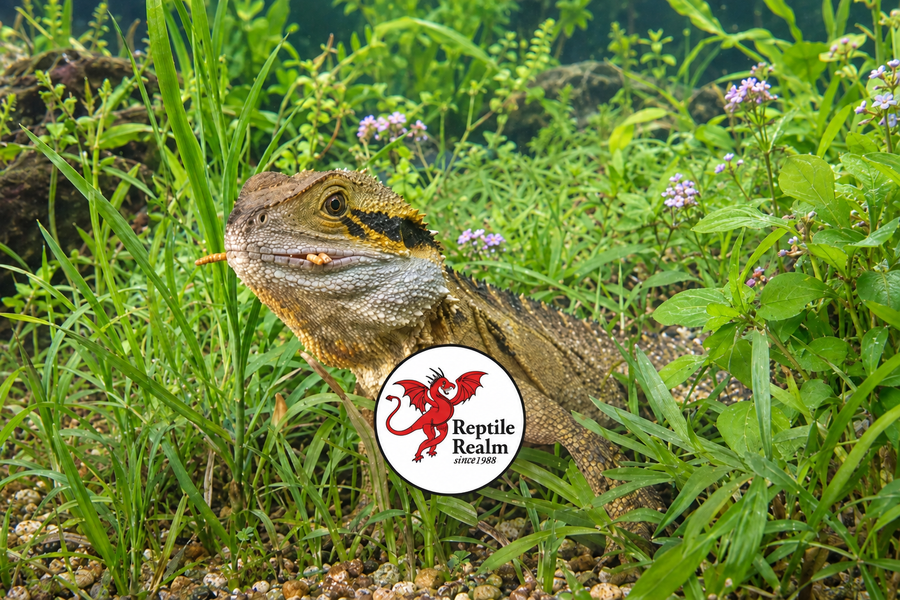 Correct aquarium banner with Reptile Realm logo increased by 12%