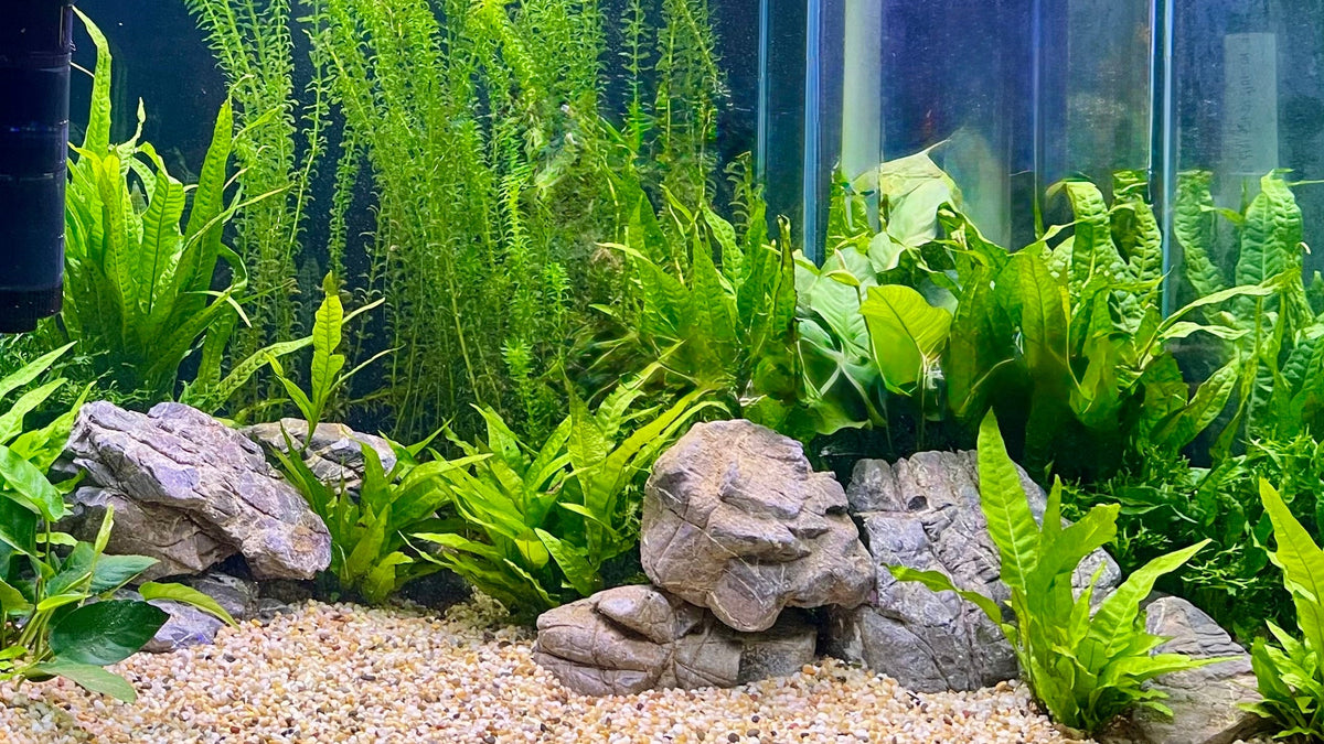 A beautifully arranged freshwater aquarium featuring lush green aquatic plants, gray decorative rocks, and light beige gravel substrate, photographed from a front-facing angle.