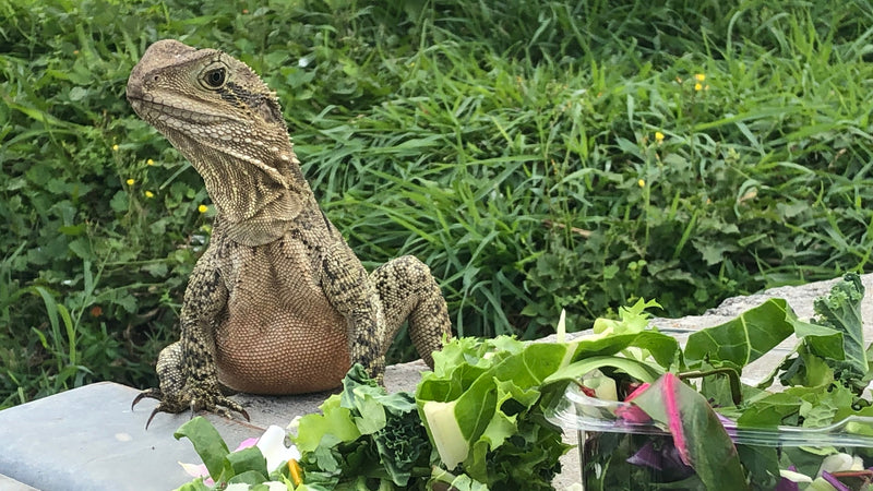 Reptile & Small Animal Food & Supplements