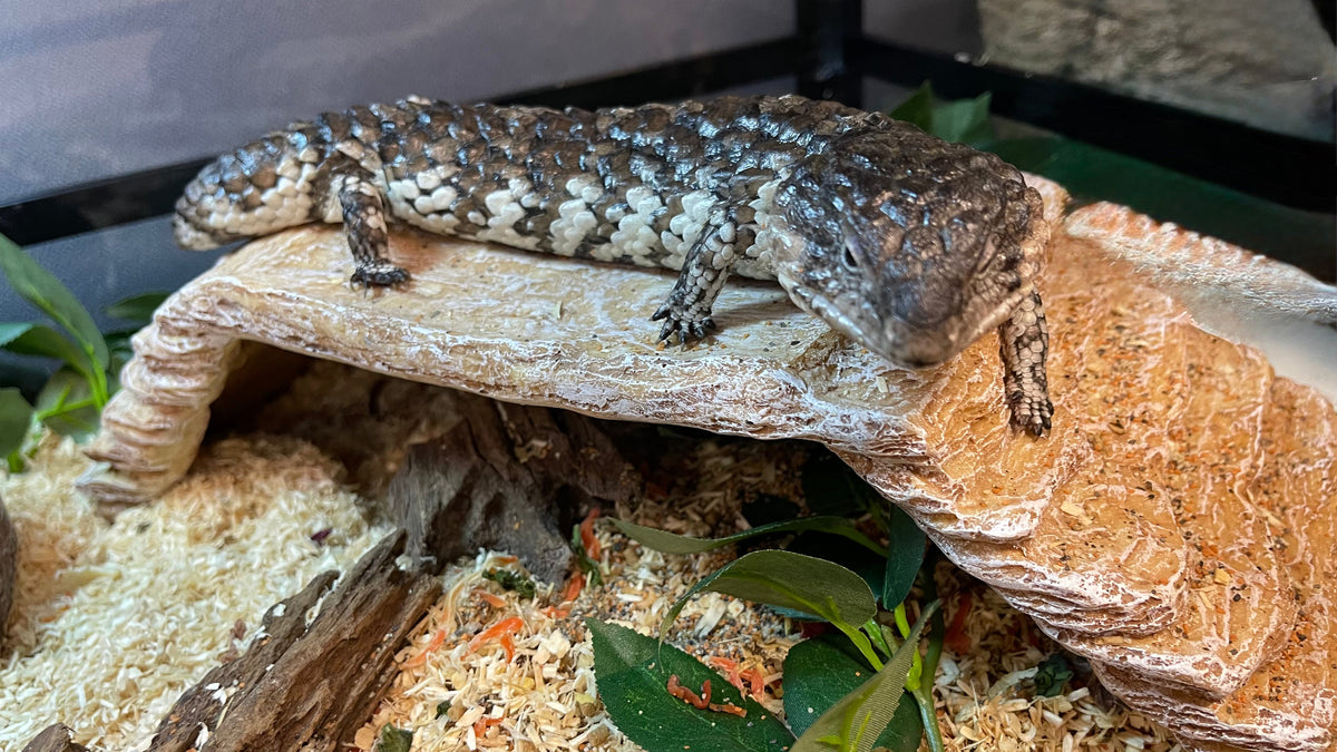 Terrarium Plants, Vines, Hides, Dens, Food & Water Bowls