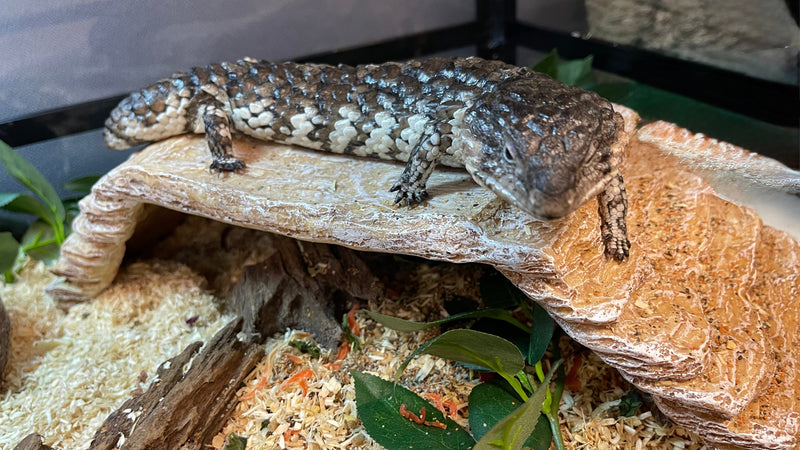 Terrarium Plants, Vines, Hides, Dens, Food & Water Bowls