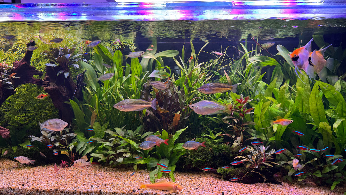 Aquariums, Backgrounds, Lighting & Decor