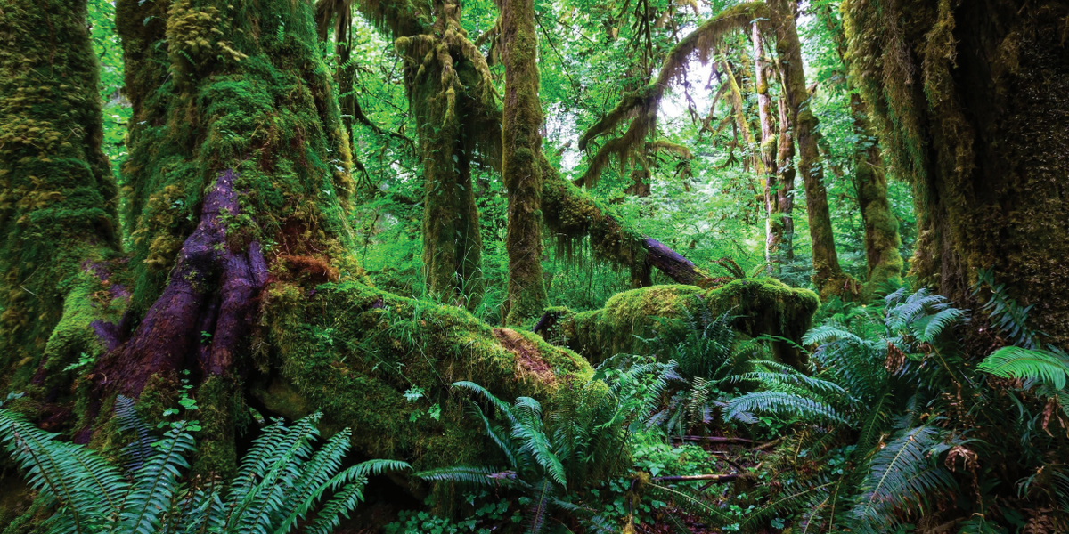 A lush mossy forest scene poster with giant tree trunks covered in green and purple moss, ferns in the foreground, and dappled light filtering through the canopy.