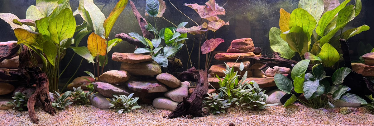 Tank Terrarium image