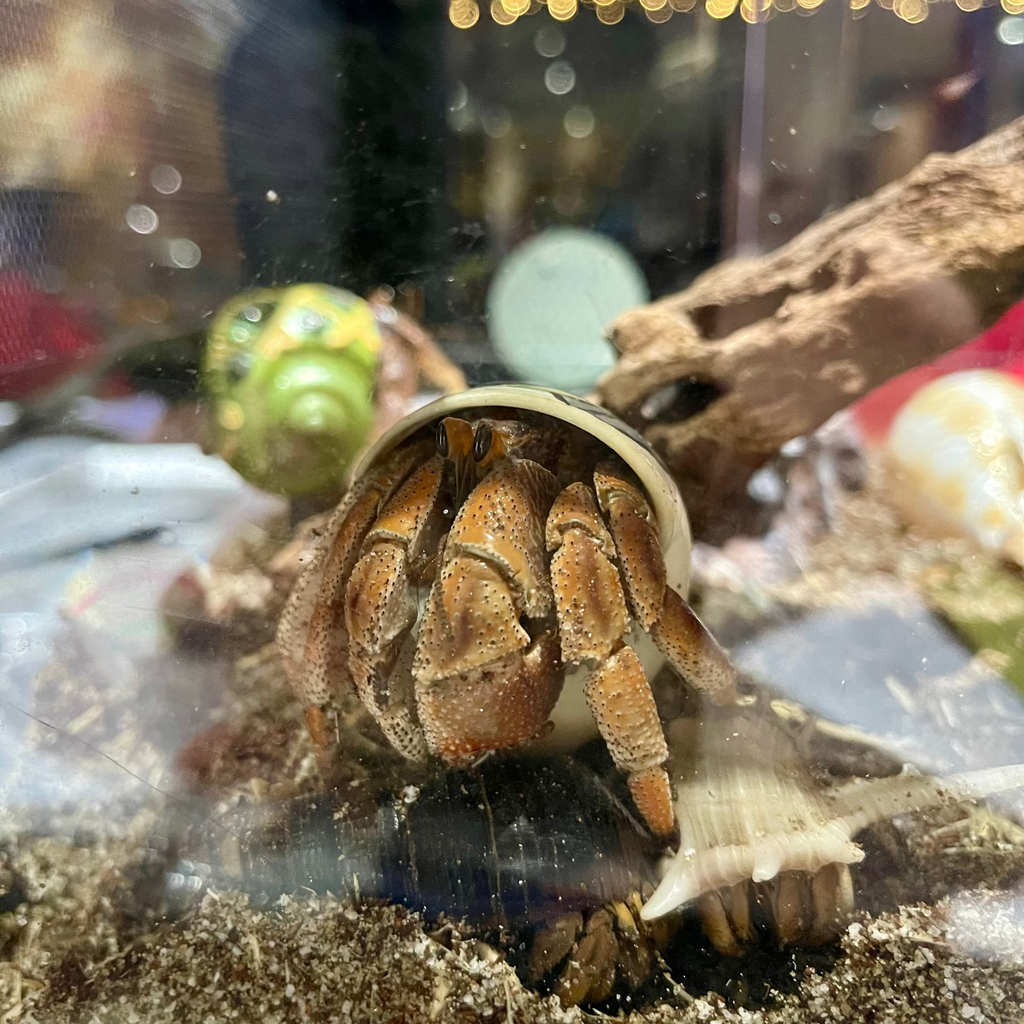 Hermit Crab Substrate - Aragonite Sand 4.5kg Bag - Tank Terrarium Australia Marine