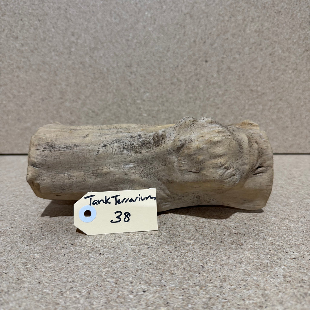 Wood 38 - Coffeewood Reptile Hide - Medium - One Only