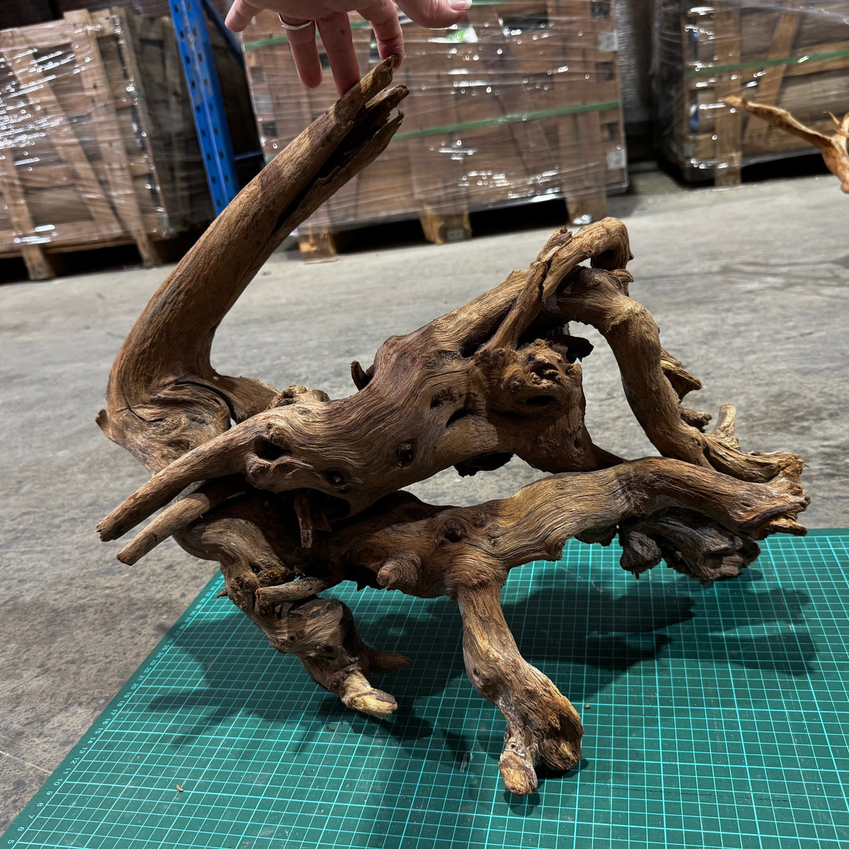 Wood 34 - Mekong River Driftwood Massive - One Only - Tank Terrarium Australia Woods