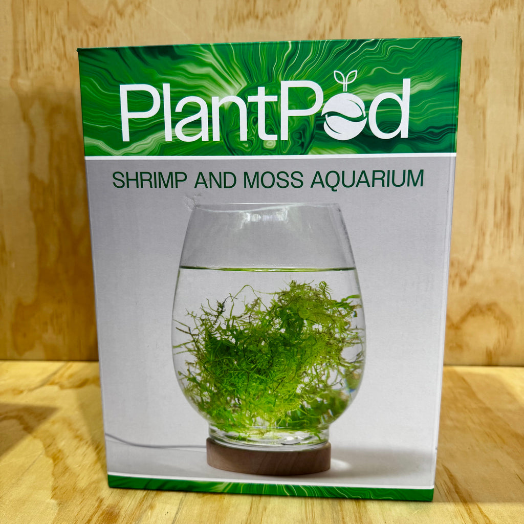 Shrimp & Moss Plant Pod Aquarium - Tank Terrarium Australia Plant Pod