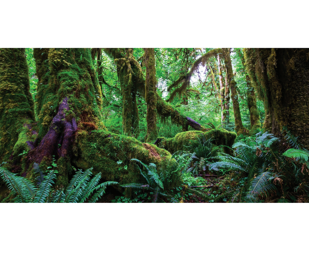Amazon Rainforest Poster Background