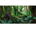 Amazon Rainforest Poster Background
