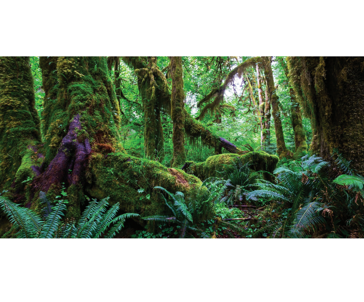 Amazon Rainforest Poster Background