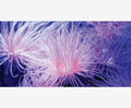A close-up abstract photograph of an Anemone against a dark blue background.