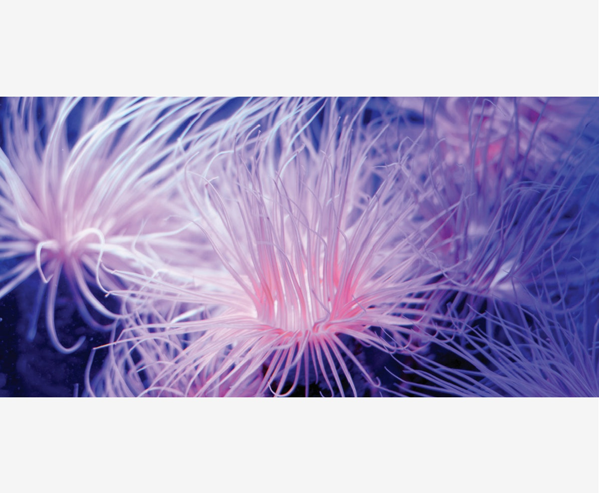 A close-up abstract photograph of an Anemone against a dark blue background.