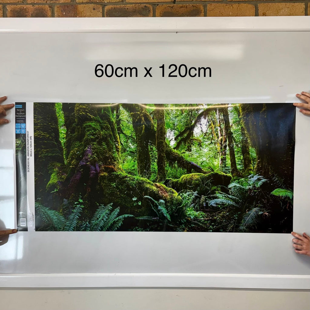 Amazon Rainforest Poster Background - Tank Terrarium Australia Aqua Natural