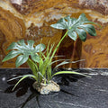 Artificial Jungle Canopy - Komodo - Tank Terrarium Australia Artificial Plant