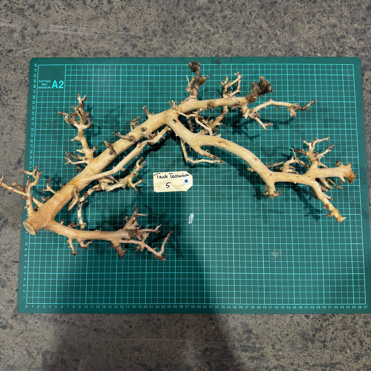 Wood 5 - Coral Wood Large - One Only - Tank Terrarium Australia Woods