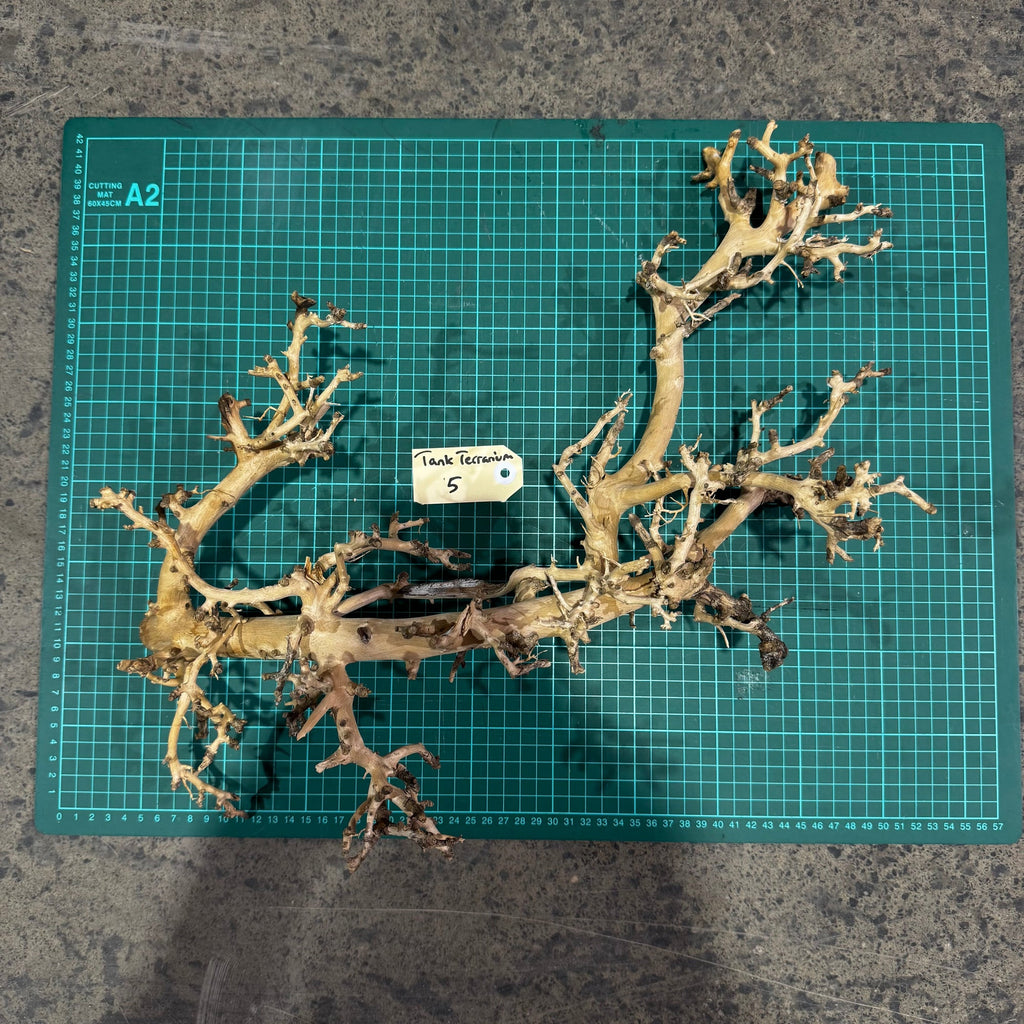 Wood 5 - Coral Wood Large - One Only - Tank Terrarium Australia Woods