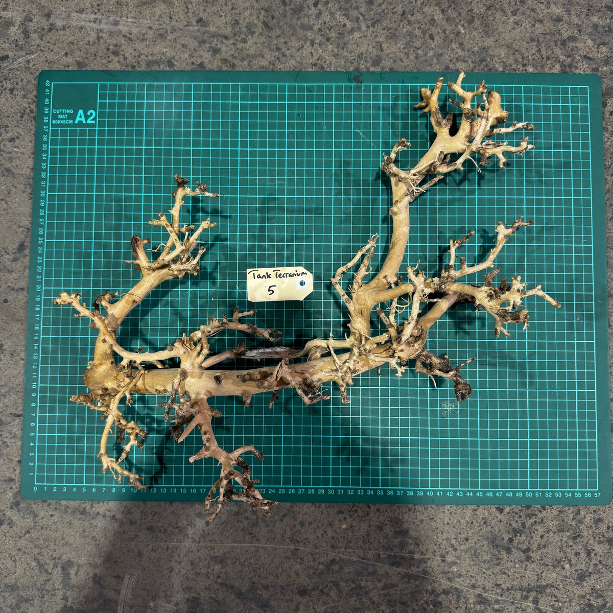Wood 5 - Coral Wood Large - One Only - Tank Terrarium Australia Woods