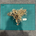 Wood 6 - Coral Wood Large - One Only - Tank Terrarium Australia Woods