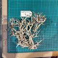 Wood 3 - Coral Wood Medium - One Only - Tank Terrarium Australia Woods