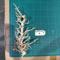 Wood 4 - Coral Wood Medium - One Only - Tank Terrarium Australia Woods