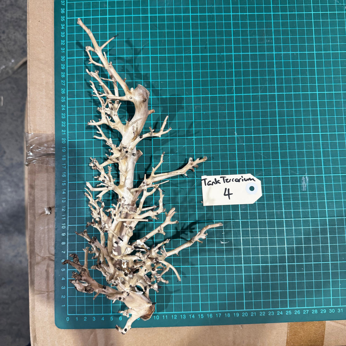 Wood 4 - Coral Wood Medium - One Only - Tank Terrarium Australia Woods