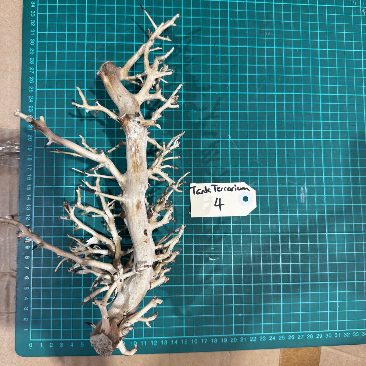 Wood 4 - Coral Wood Medium - One Only - Tank Terrarium Australia Woods