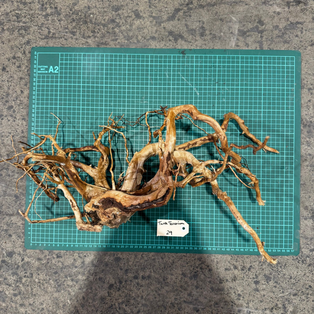 Wood 29 - Gold Vine Driftwood Large - One Only - Tank Terrarium Australia Woods