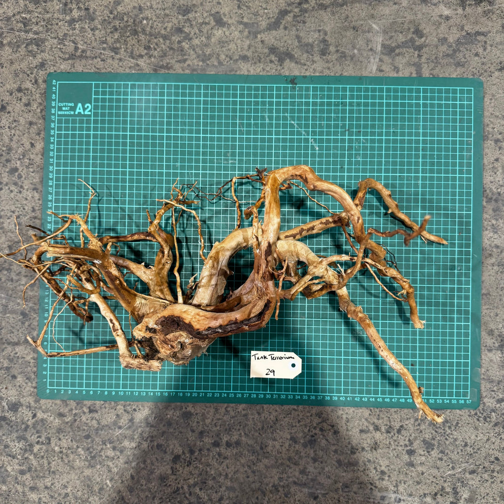 Wood 29 - Gold Vine Driftwood Large - One Only - Tank Terrarium Australia Woods