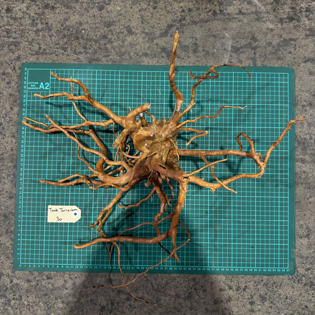 Wood 30 - Gold Vine Driftwood Large - One Only - Tank Terrarium Australia Woods