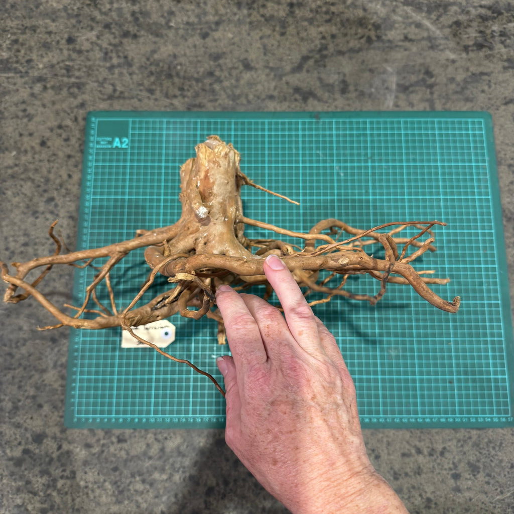 Wood 30 - Gold Vine Driftwood Large - One Only - Tank Terrarium Australia Woods