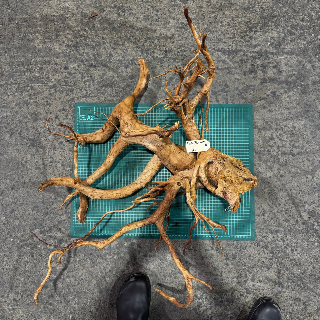 Wood 31 - Gold Vine Driftwood Magnificent - One Only - Tank Terrarium Australia Woods