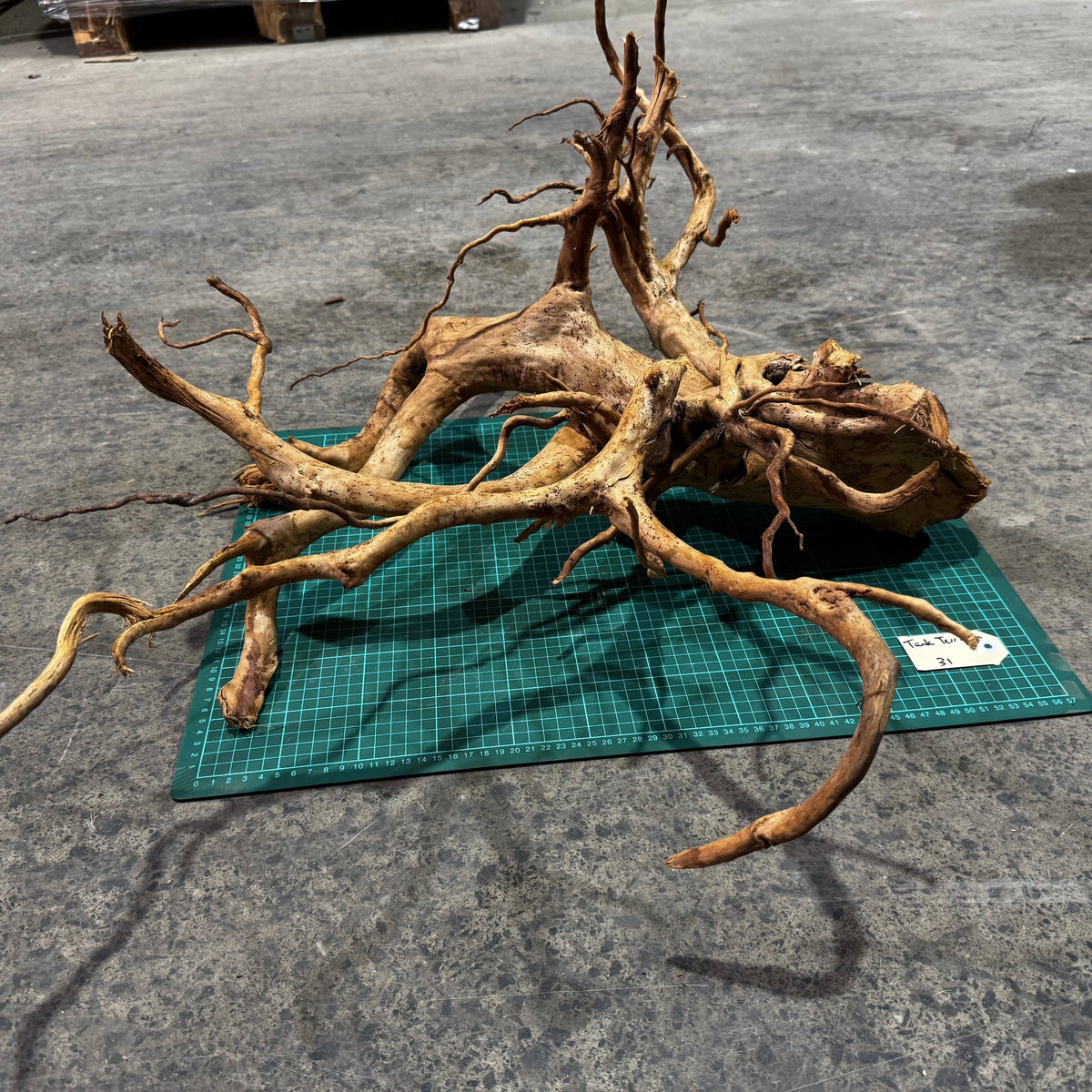 Wood 31 - Gold Vine Driftwood Magnificent - One Only - Tank Terrarium Australia Woods