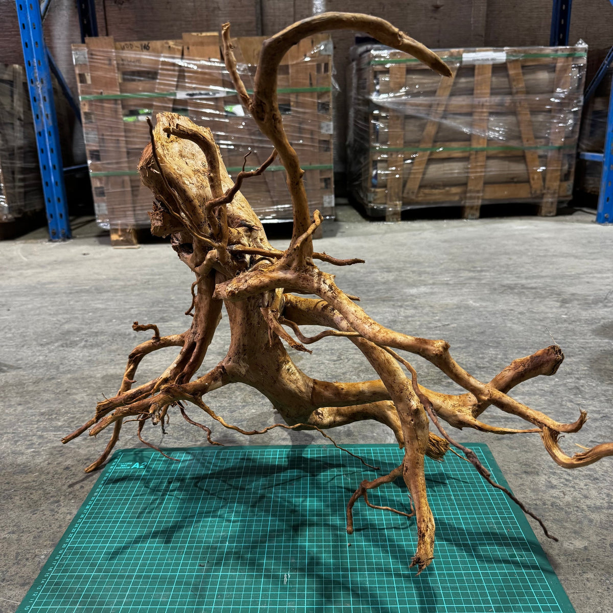 Wood 31 - Gold Vine Driftwood Magnificent - One Only - Tank Terrarium Australia Woods