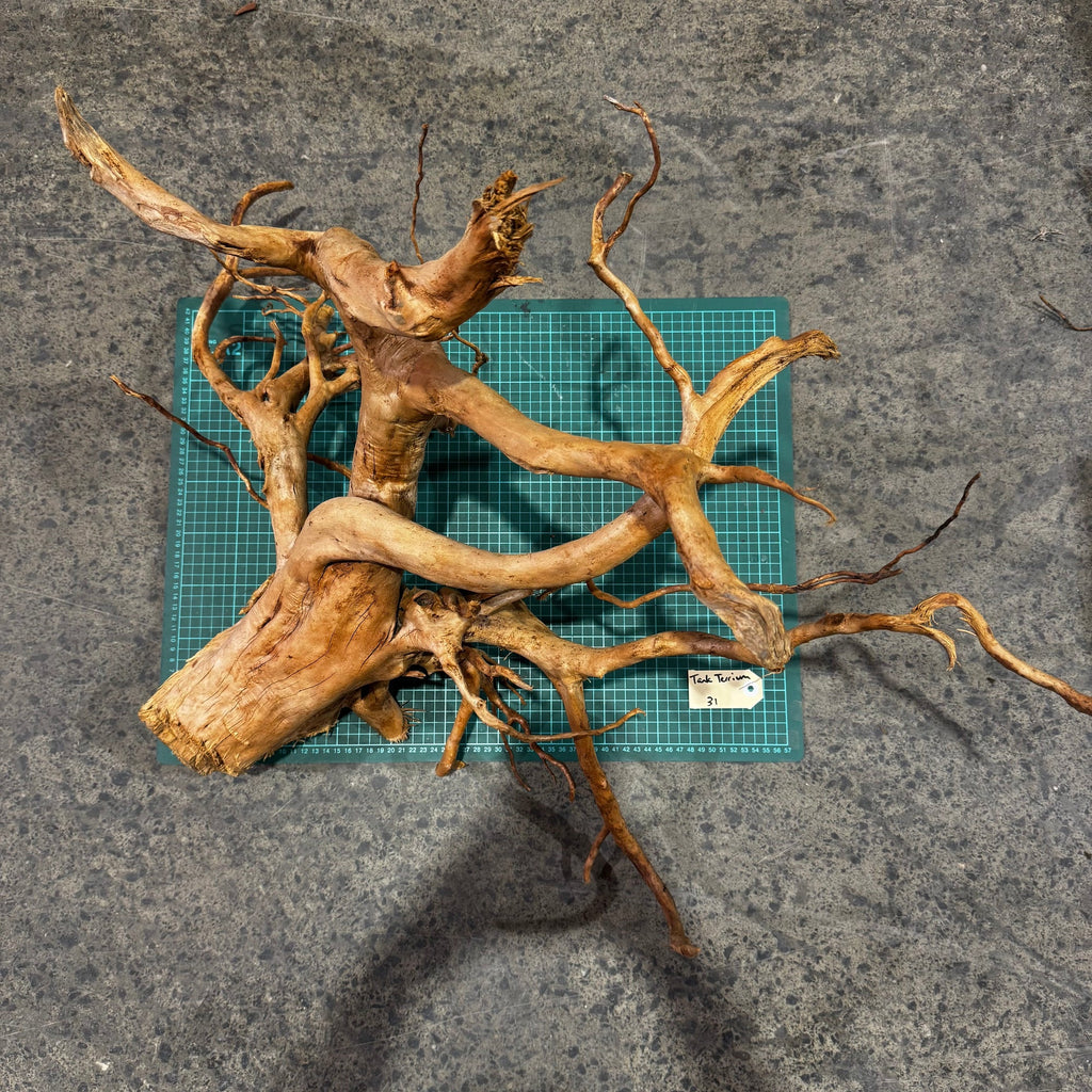 Wood 31 - Gold Vine Driftwood Magnificent - One Only - Tank Terrarium Australia Woods