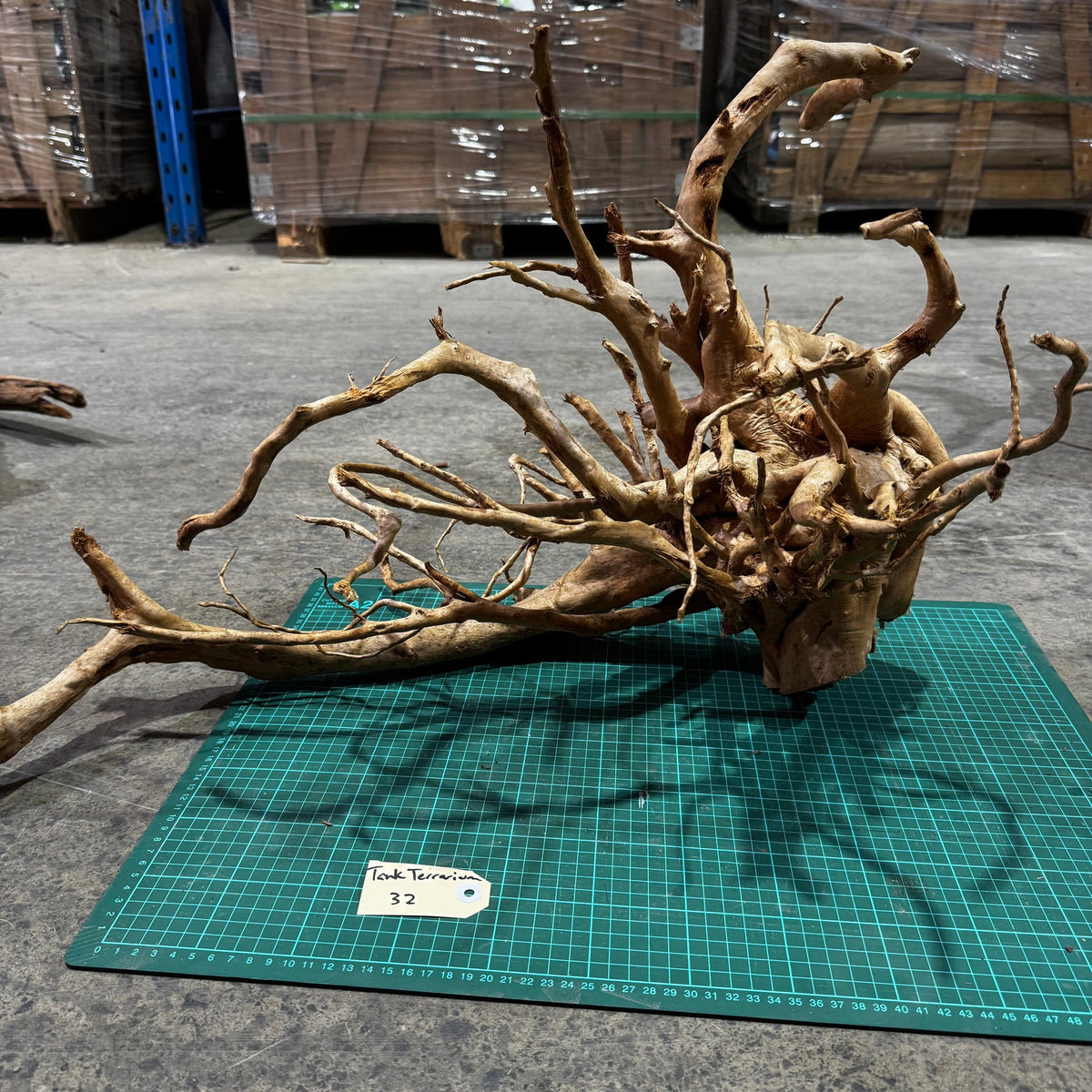 Wood 32 - Gold Vine Driftwood Magnificent - One Only - Tank Terrarium Australia Woods