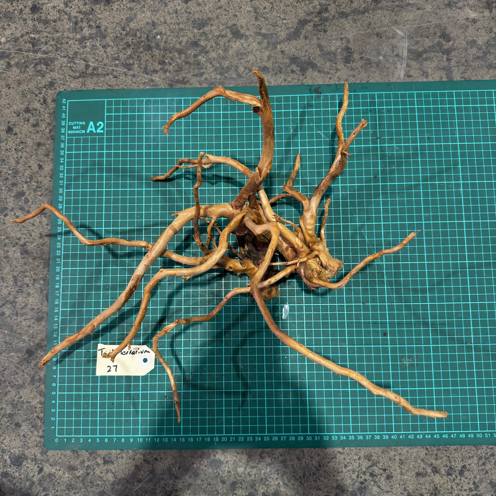 Wood 27 - Gold Vine Driftwood Medium - One Only - Tank Terrarium Australia Woods