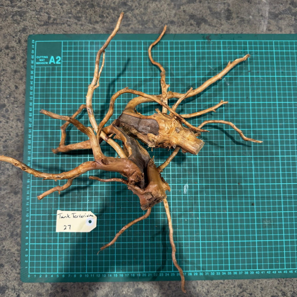 Wood 27 - Gold Vine Driftwood Medium - One Only - Tank Terrarium Australia Woods