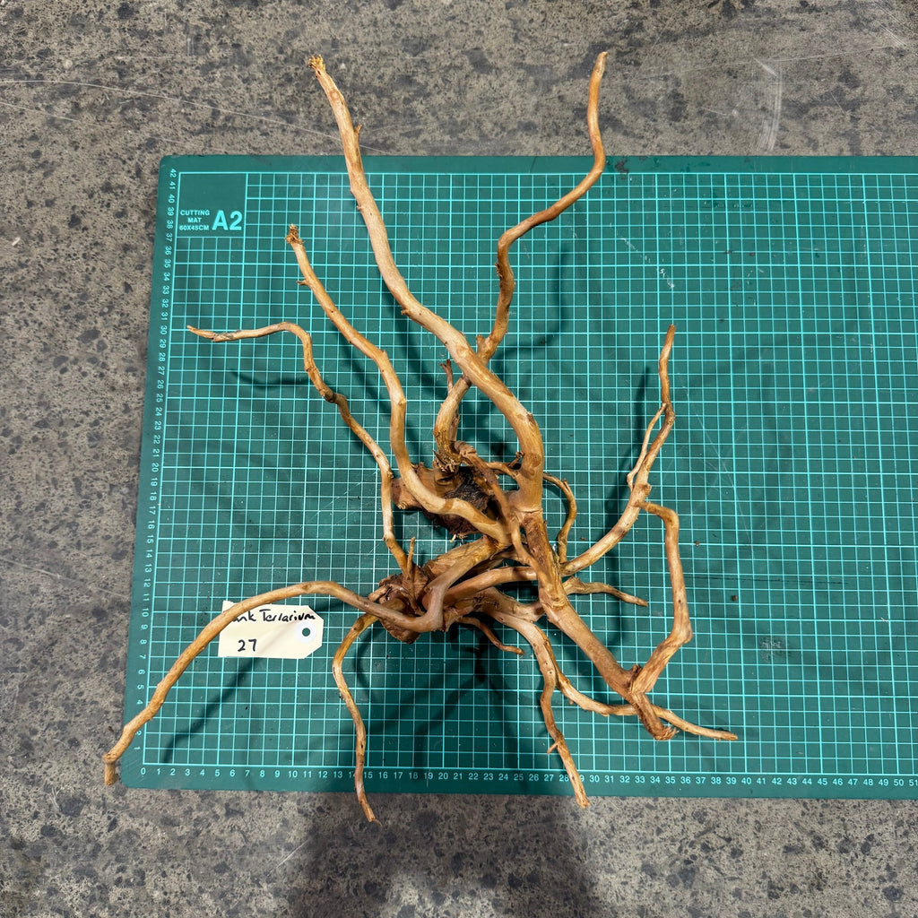 Wood 27 - Gold Vine Driftwood Medium - One Only - Tank Terrarium Australia Woods