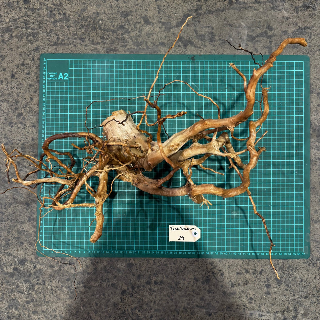 Wood 28 - Gold Vine Driftwood Medium - One Only - Tank Terrarium Australia Woods