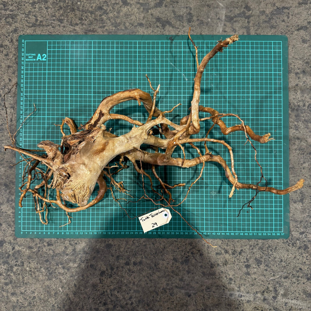 Wood 28 - Gold Vine Driftwood Medium - One Only - Tank Terrarium Australia Woods