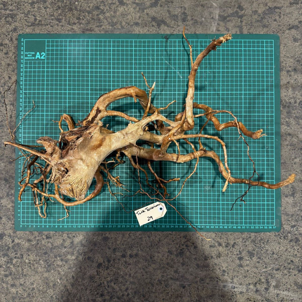 Wood 28 - Gold Vine Driftwood Medium - One Only - Tank Terrarium Australia Woods