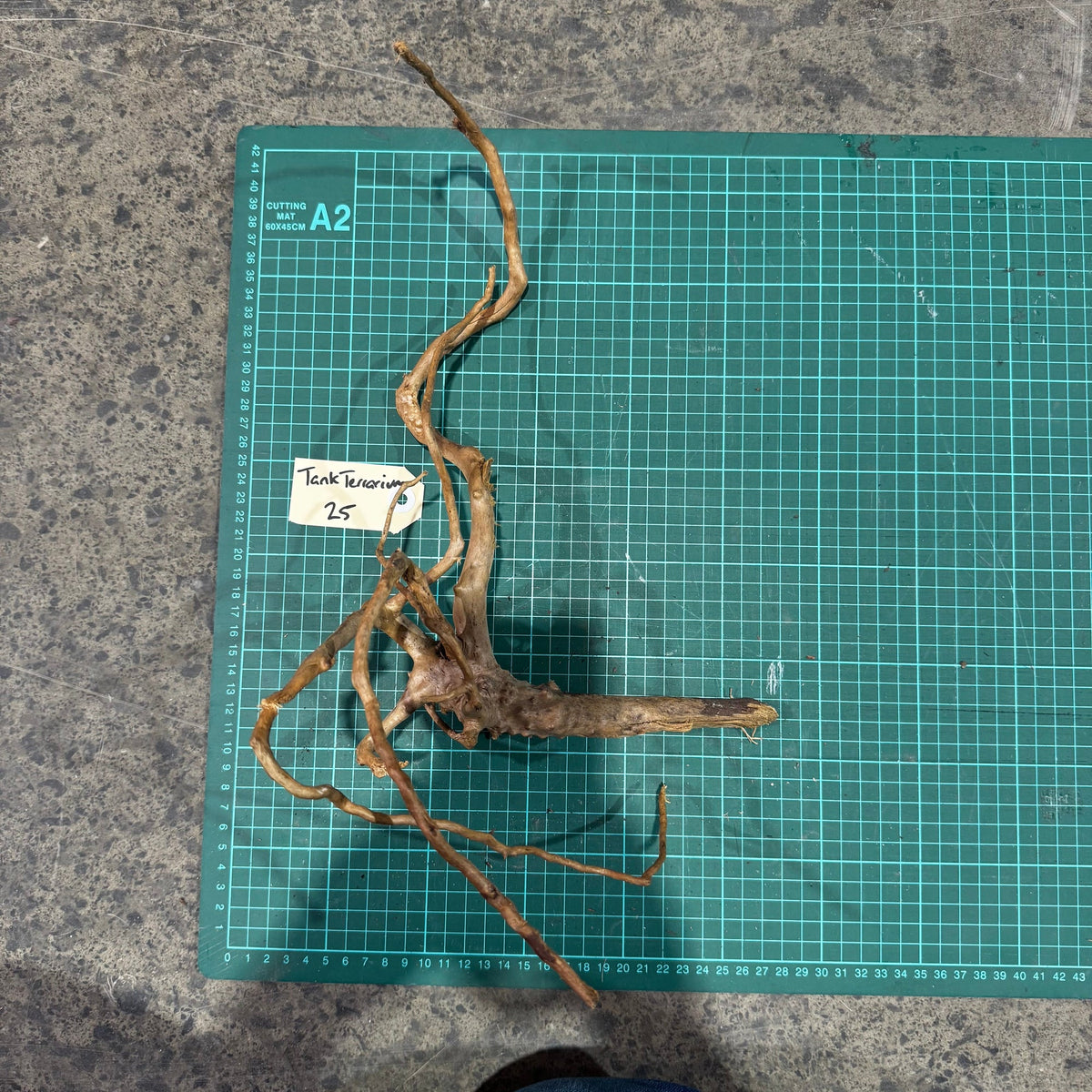 Wood 25 - Gold Vine Driftwood Small - One Only - Tank Terrarium Australia Woods