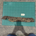 Wood 17 - Honeycomb Driftwood Large - One Only - Tank Terrarium Australia Woods