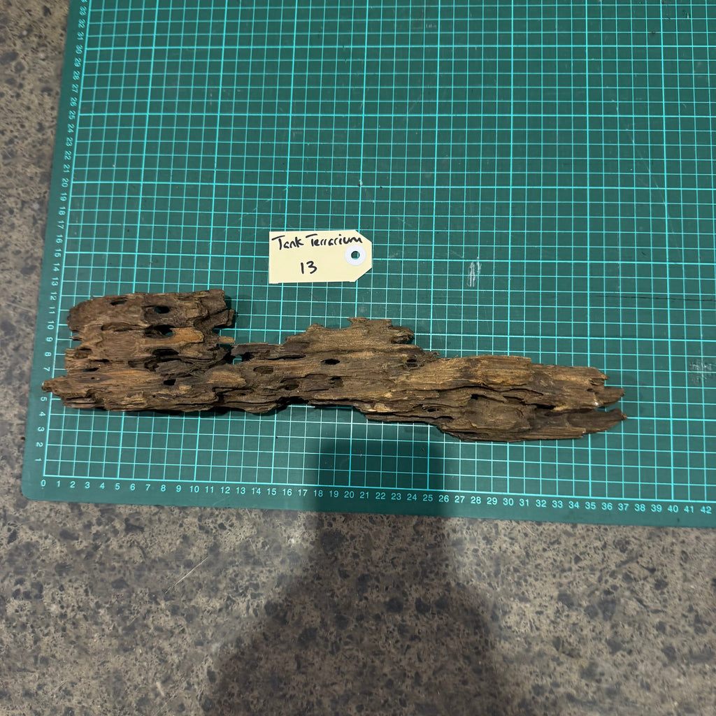 Wood 13 - Honeycomb Driftwood Small - One Only - Tank Terrarium Australia Woods