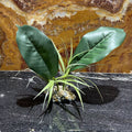 Artificial Evergreen Canopy 29cm - Komodo - Tank Terrarium Australia Artificial Plant
