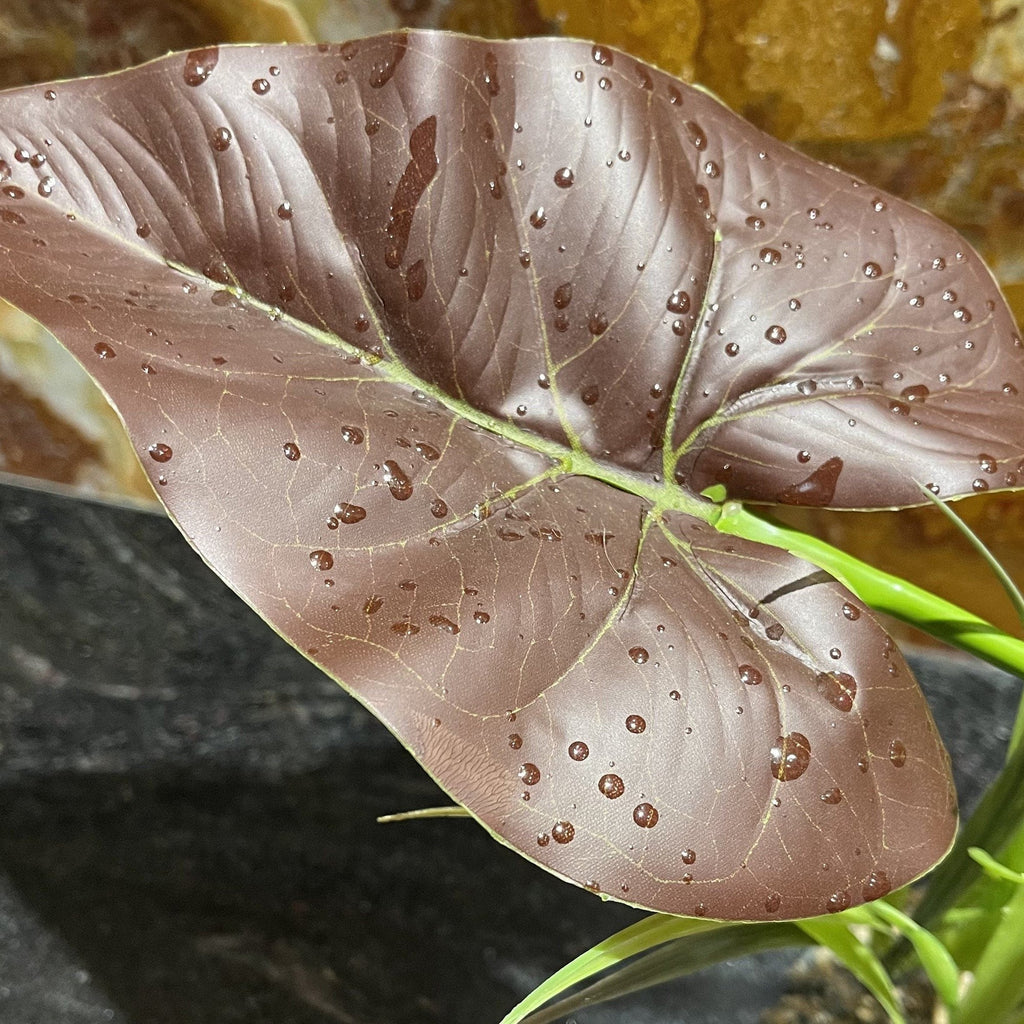 Komodo Rainforest Canopy - Tank Terrarium Australia Artificial Plant