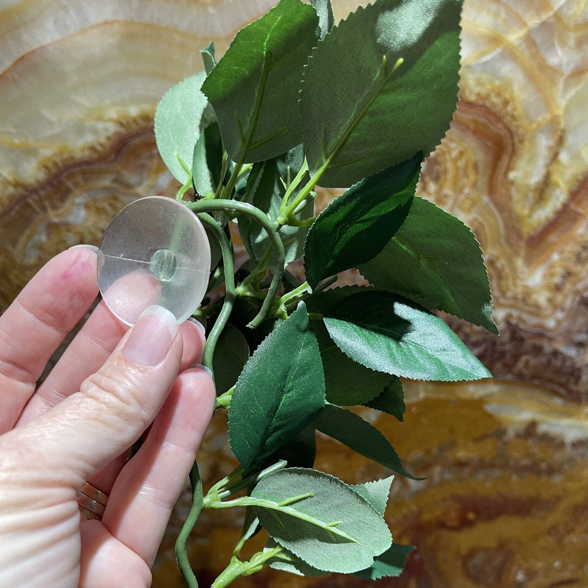 Sumatra Hanging Vine Small - Tank Terrarium Australia Artificial Plant