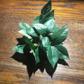 Sumatra Hanging Vine Small - Tank Terrarium Australia Artificial Plant